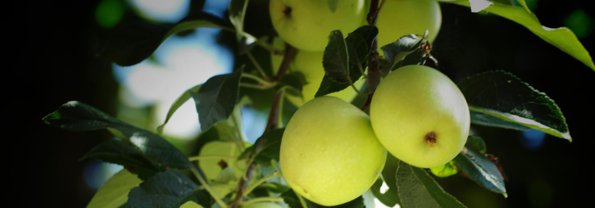 Pépinièriste à Concarneau : arbre fruitier