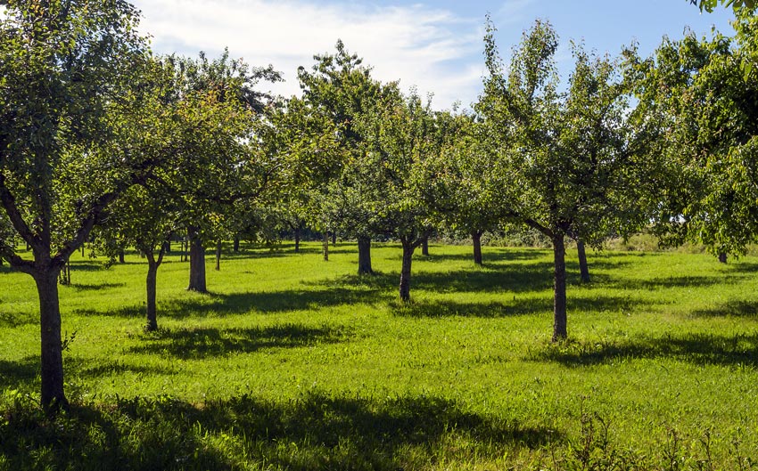 Votre jardin côté pépinière en Finistère Concarneau Melgven