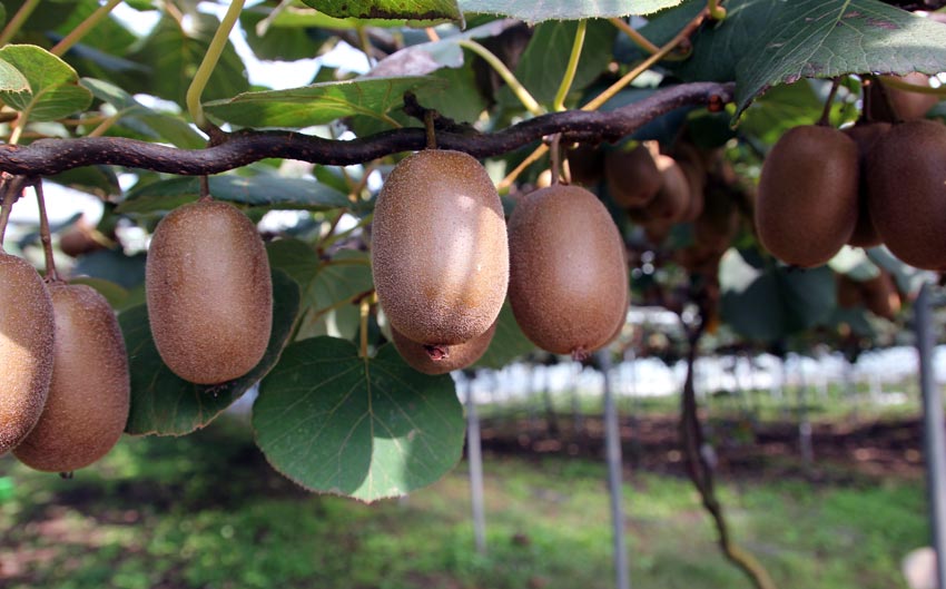 Arbres fruitiers et autres arbres en Finistère Melgven Concarneau